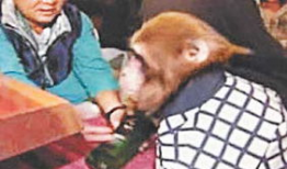 人与动物做爱视频,禁忌之恋的真相